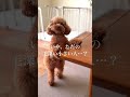 何かもらえるかな？って来ました #トイプードル#dog #toypoodle