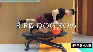 Bird Dog Row for Improved Horizontal Pulling