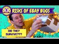 RISKY Ebay PURCHASE! - Stick insects!