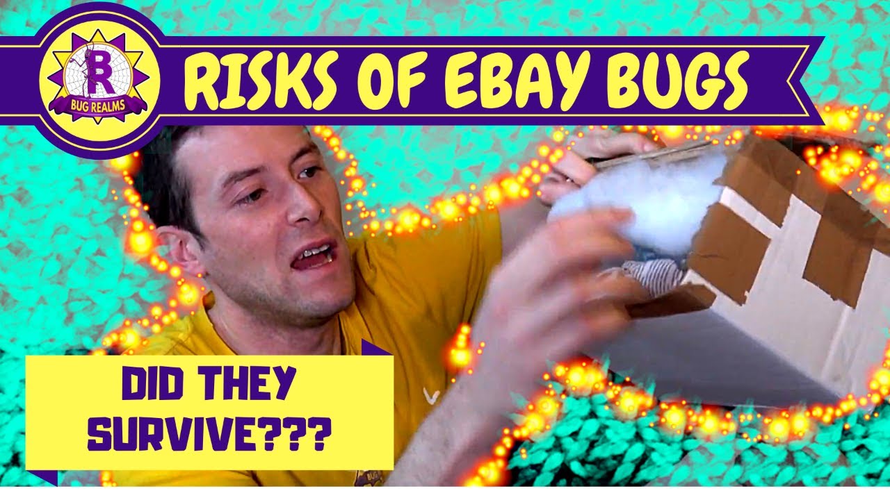 RISKY Ebay PURCHASE! - Stick insects!