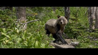 Glacier Grizzles