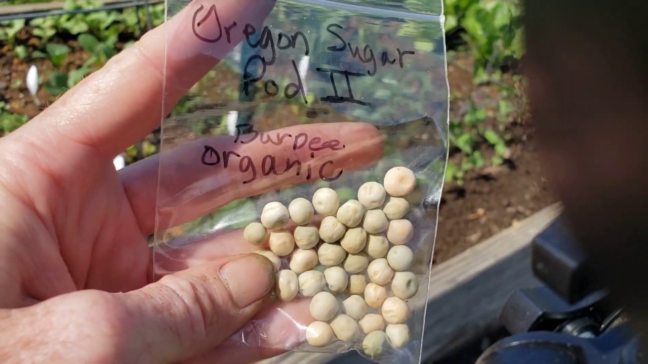 SEEDS DID NOT GERMINATE ? / DIRECT SOW MORE SEEDS/ FILL IN THE GAPS