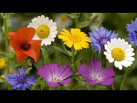 Video: Le piante sono impollinate dal vento. modesti fiori primaverili