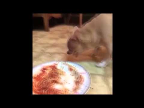 Dog Gets Sick After Eating Cat Poop Dog Gets Sick After Eating Cat Poop
