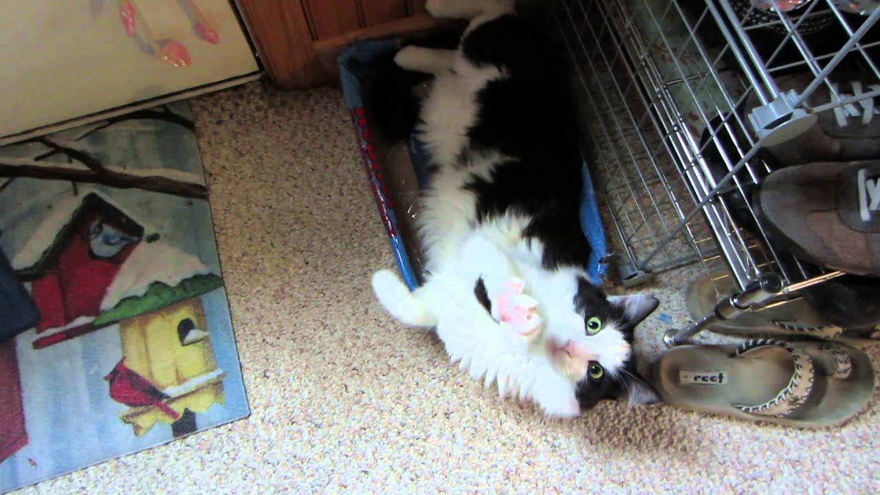 catnip oil Hello from Griffin!