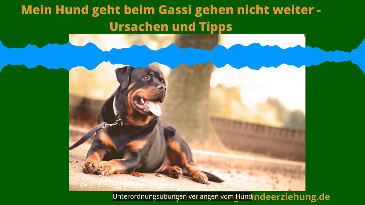 Mein Hund bleibt beim Gassi gehen stehen und geht nicht weiter - die 5 häufigsten Ursachen