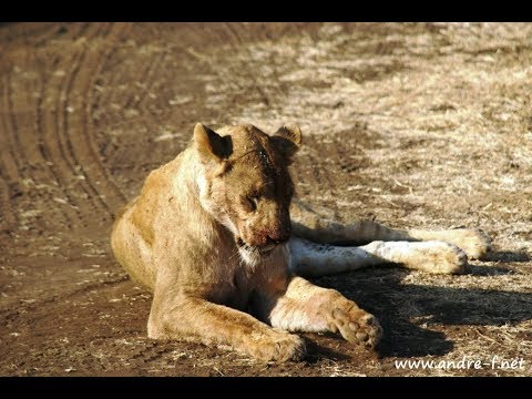 Video: Lake-Manyara-Nationalpark: Der vollständige Leitfaden