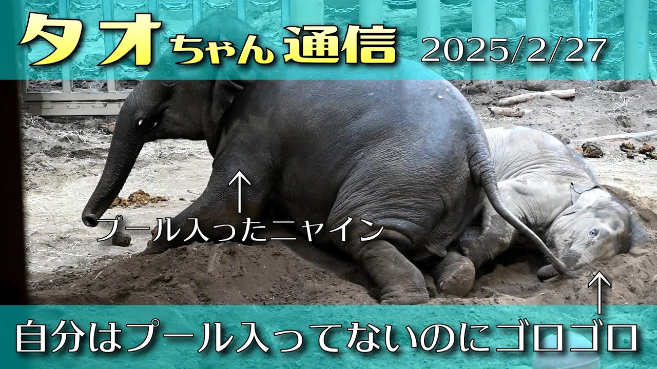 タオちゃん通信 2025/2/27 自分はプール入っていなくてもニャインと一緒にゴロゴロするタオ #円山動物園 #アジアゾウ