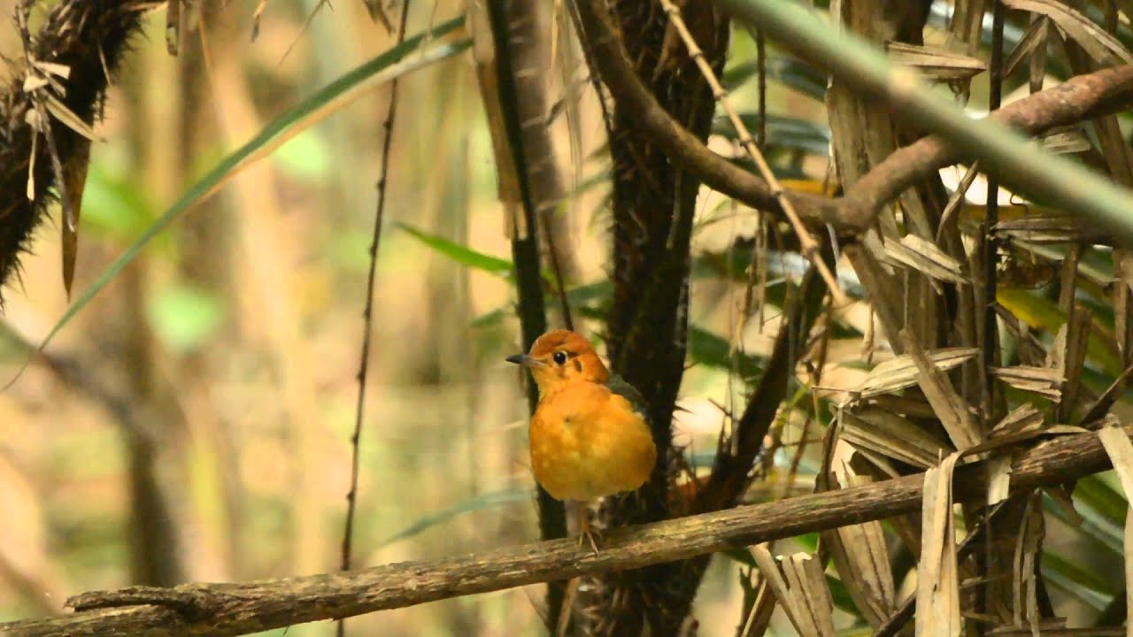 オレンジジツグミ Orange-headed thrush /Zoothera citrina gibsonhilli 