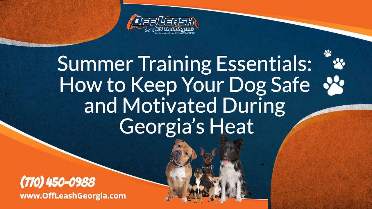 Summer Training Essentials: How to Keep Your Dog Safe and Well ...