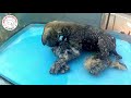 Puppy covered by Tar And Screaming for Help : Rescued