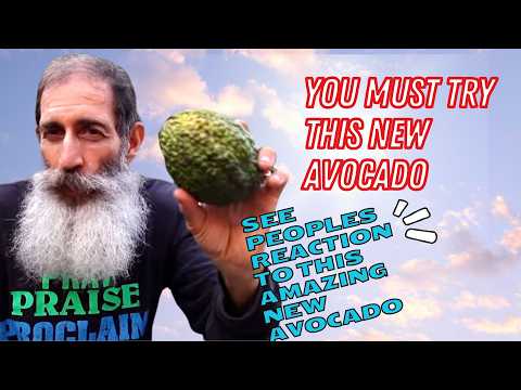 New Avocado You Should Get In 2025. THE BEST ONE