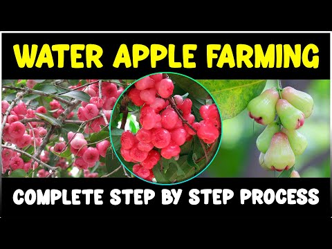 Water Apple (Rose