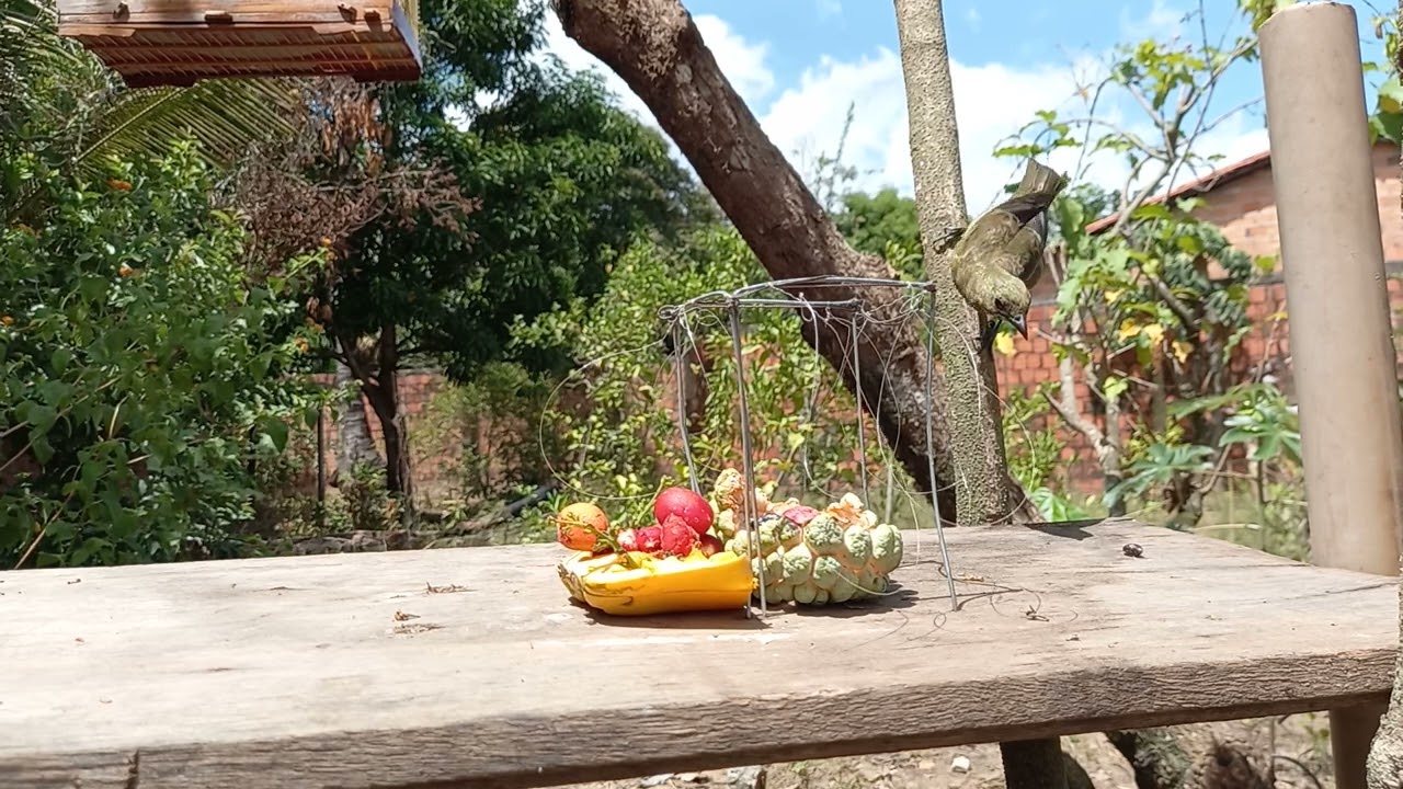 Armadilha para pegar pássaro laço na fruta 6.