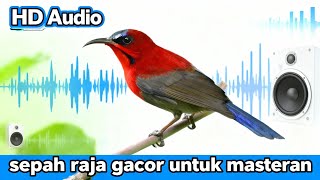 MASTERAN SEPAH RAJA ASLI HUTAN 🔥 Suara Jernih & Ngalun Panjang #sepahraja#masteransepahraja