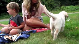 Getting Our New Labrador Puppy - Radar