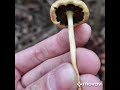 Когда нет других грибов время собирать ценный гриб рейши и гриб художника, в сухой дубовой роще.