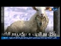 صريح جدا أراء المواطنين حول ترشح كمال بن كوسة لرئاسيات 2014