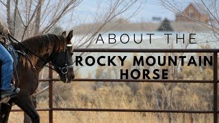 About the Rocky Mountain Horse