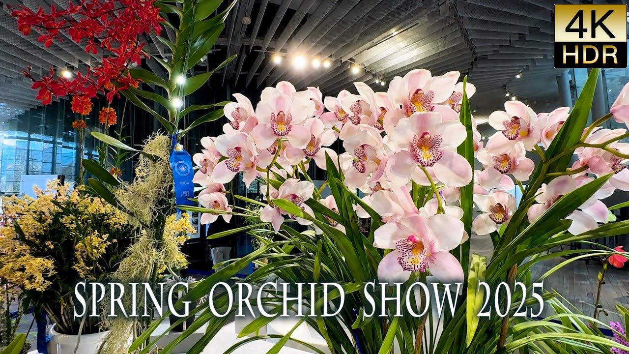 【4K HDR Орхидеи】Весенняя выставка орхидей 2025