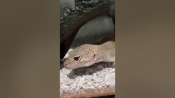 Gecko vs Grasshopper Round 1 Fight!!