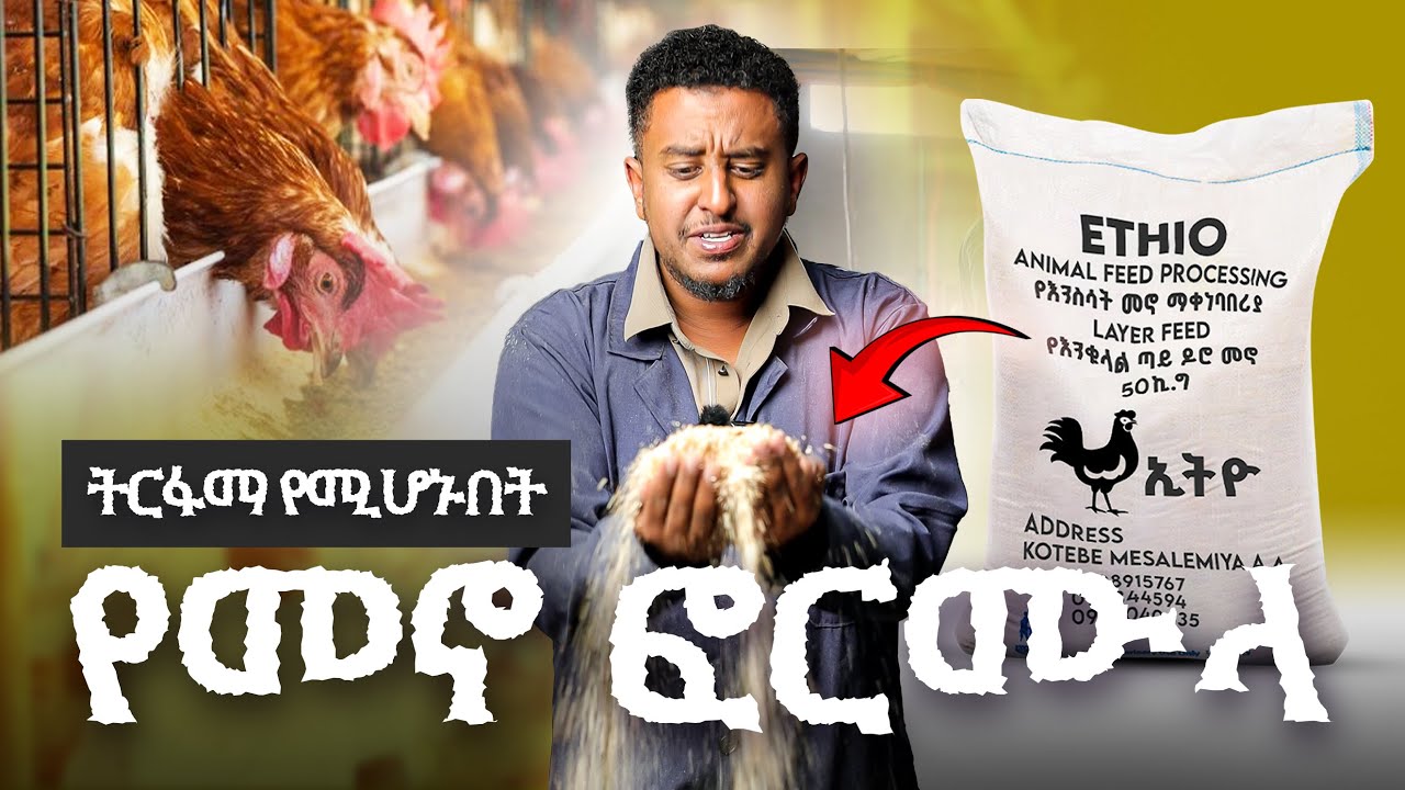 ትርፋማ የሚሆኑበት የመኖ ፎርሙላ ለቄብ እና ለእንቁላል ጣይ ዶሮ ከዶ/ር ሳላሀዲን አሊ