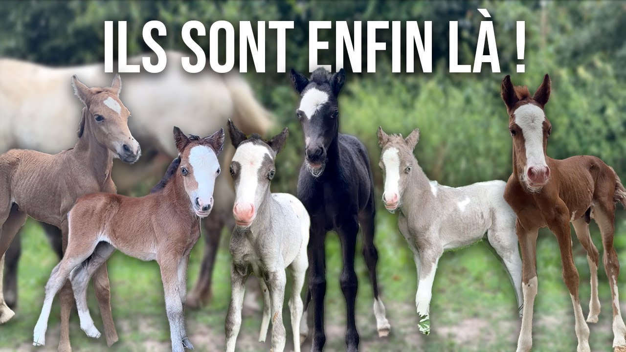 IL EST TEMPS DE VOUS LES PRÉSENTER ! 🍼🐴