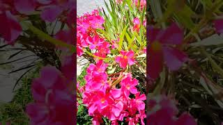 Zakkum Çi̇çekleri̇ Resimi