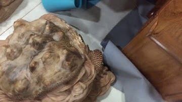 tượng go cụ thiềm thừ cóc gỗ nu xá xị ( xá sị) đẳng cấp bên em