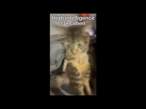 High Intelligence Specimen + Hotline Miami 2 OST - Miss Minnie