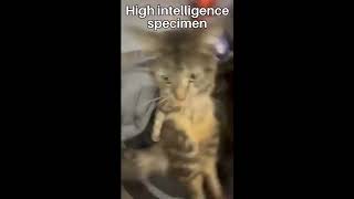 High Intelligence Specimen + Hotline Miami 2 OST - Miss Minnie