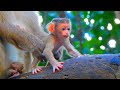 The First Hello: A Baby Monkey's Rina Brave Discovery From Shaking Legs to Taking Flight