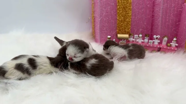 Video 4142901: exotic shorthair longhair, shorthair longhair kittens, white exotic shorthair kitten, shorthair kittens meowing, chocolate exotic shorthair, kittens meowing sweet