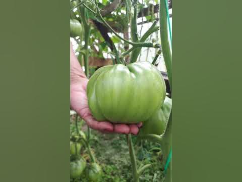 Минусинский МЕДВЕДЬ! Помидоры - ГИГАНТ!!! #минусинскиймедведь # ...