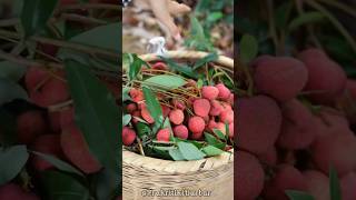 See how we make tasty pudding with lychees at home!  #minivlog #short #phadilifestyle