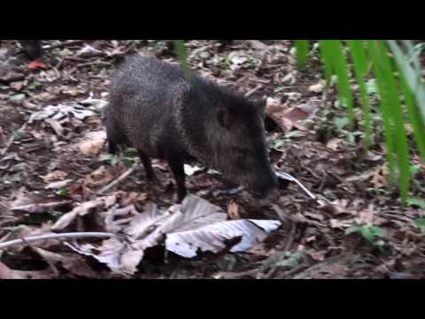 Video: Varför är collar peccary viktiga för ekosystemet?