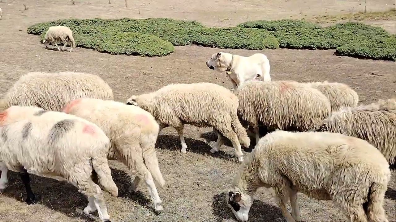 TOKAT ERBAA BOĞALI GÖLLER YAYLASI