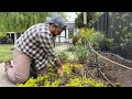 Garden bed cleanup  planting supercal petchoas   visit our garden