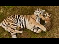 Тигрята открыли охоту… НА МАМУ! Тигрица играет с малышами, РЕДКИЕ и БЕСЦЕННЫЕ кадры!