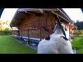 Woodpecker pecking at security camera