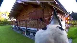 Woodpecker pecking at security camera