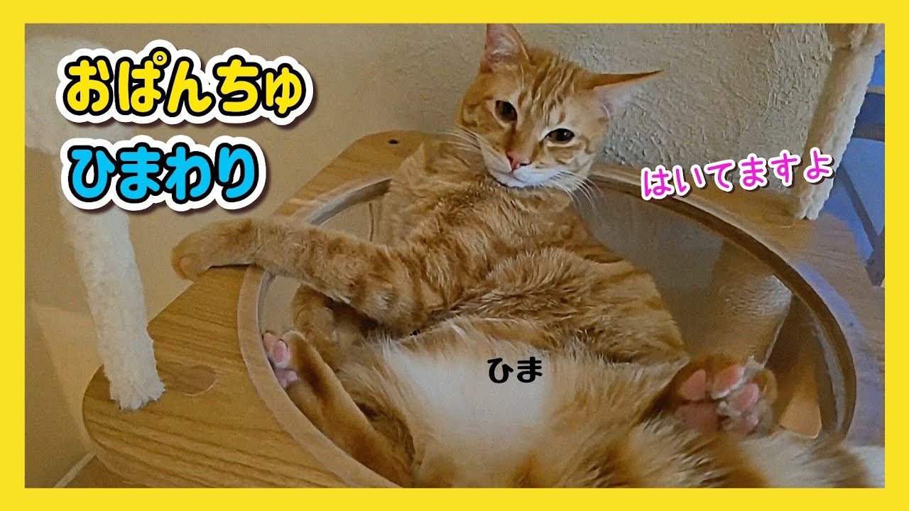 🔴【にこりら】キャットタワーお披露目ライブ👏