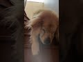 寝起き感満載のゴールデンレトリバーと子猫が起きてきた!