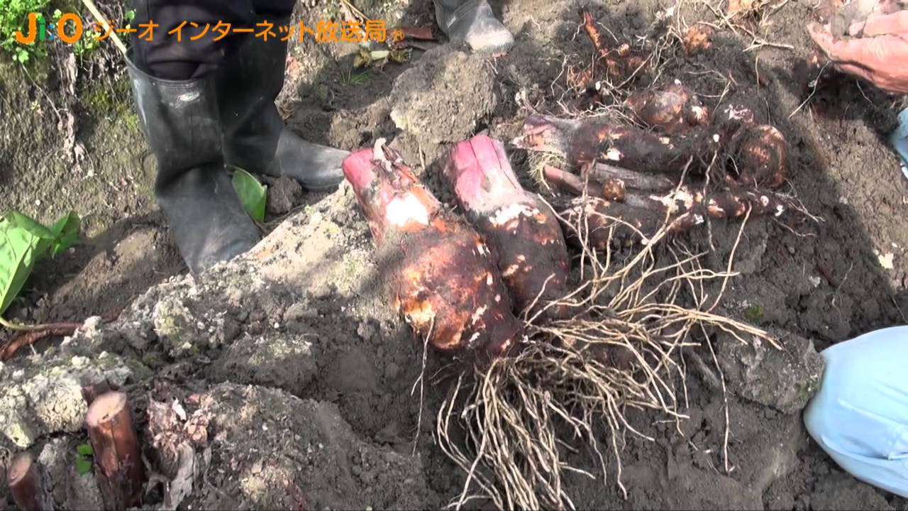 種とり人41 在来種海老芋の収穫 栽培 岡本洋子さん 姫路市 Jiotv Youtube