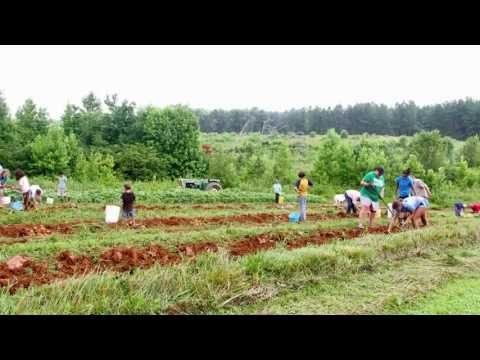 Tater Dig 2013