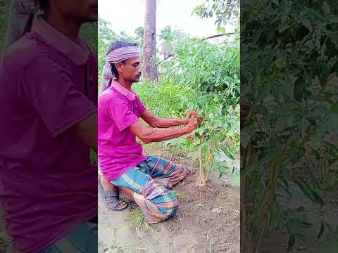 মরিচ গাছে খপচি দিলে কি উপকার হয় দেখুন এই ভিডিওতে। #agriculture #বাংলাদেশ #viralpost #মিরিচ