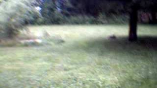baby fawn.AVI