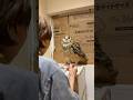 【おっさん歩きからのハウスでごはん】 #歩くフクロウ #owl #ベンガルワシミミズクのラテ