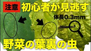 【病気と害虫】野菜の葉に白い斑点があると裏に害虫が！ハダニの見つけ方と駆除方法