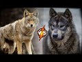 Steppe Wolf VS Volkosob dog - Who Will Win the Fight?
